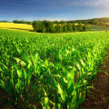 The Future of Organic Farming: Overcoming Challenges