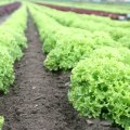 The Benefits and Disadvantages of Organic Agriculture