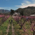 Why You Should Try The Organic Harvesting Experience At Bloom Ranch Of Acton