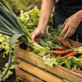 The Truth About Organic Farming: Separating Fact from Fiction