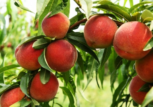 Wondering When Peach Season in California Begins? Learn the Best Months for Ripe, Flavorful Peaches