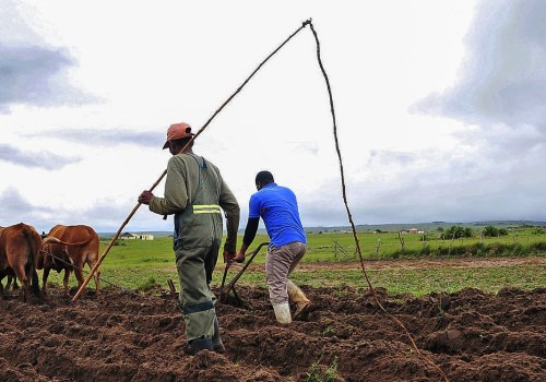 The Role of Subsistence Agriculture Examples in Creating Organic Farming Solutions