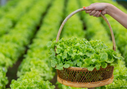 The Hidden Costs of Organic Gardening: A Comprehensive Look at its Disadvantages