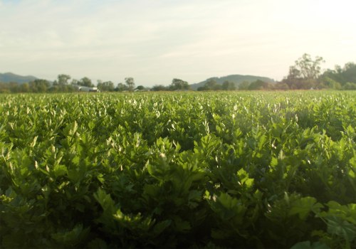 The Benefits and Requirements of Organic Farming