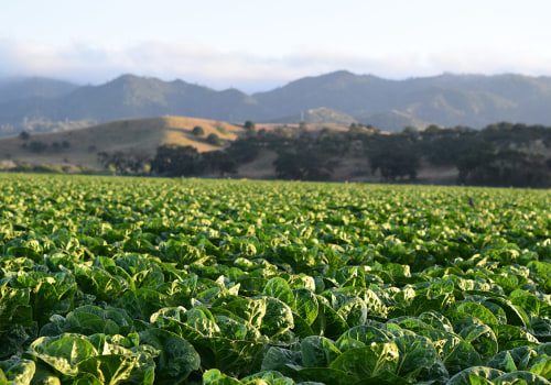 The Profitability of Organic Farms: An Expert's Perspective