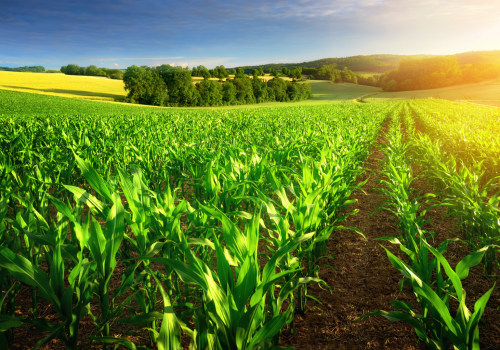 The Future of Organic Farming: Overcoming Challenges