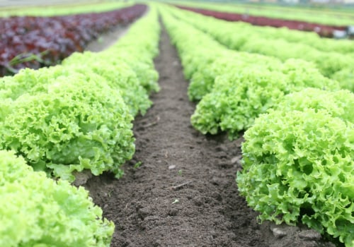 The Benefits and Disadvantages of Organic Agriculture