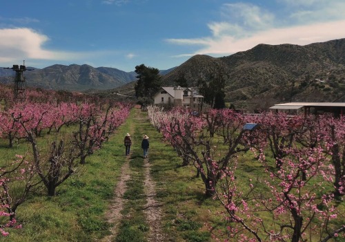 Why You Should Try The Organic Harvesting Experience At Bloom Ranch Of Acton